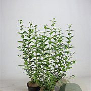 Ligustrum ovalifolium 60-80 cm 2,5L