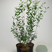 Ligustrum vulg. 'Atrovirens' 40-60 cm 2,5L