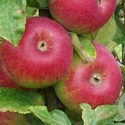 Malus sylvestris 'Bittenfelder' 60-100 cm wortelgoed 1/1