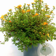 Potentilla fruticosa 'Sunset' 20-30 cm wortelgoed 0/1/1 2-3 tak