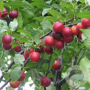 Prunus cerasifera 'Myrobalan' 100-125 cm wortelgoed1/1