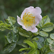 Rosa corymbifera 60-80 cm wortelgoed 1/1 2-3 tak