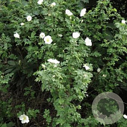 Rosa spinosissima 40-60 cm wortelgoed 1/1 2-3 tak