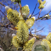 Salix daphnoides 100-125 cm wortelgoed 0/1 vertakt