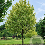 Acer plat. 'Palmatifidum' 25-30 HO volle grond 3 X verplant