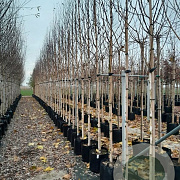 Betula utilis 'Doorenbos' 14-16 HO container