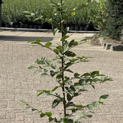 Carpinus betulus 125-150 cm 2,5L
