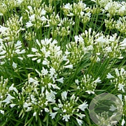 Agapanthus praecox 'Winter Storm' 20-25 cm 2,0L