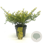 Ilex crenata 'Golden Gem' 20-25 cm 2,0L