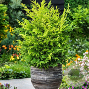 Nandina domestica 'Lemon and Lime' 30-35 cm p29