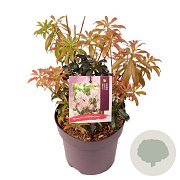 Pieris japonica 'Bonfire' 20-25 cm 2,0L
