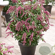 Pieris jap. Pink Passion 30-35 cm P22