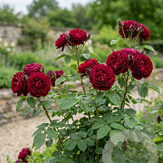 Rosa 'Grafin Diana' A kwaliteit wortelgoed vanaf 2 tak