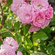Rosa (RA) 'Apple Blossom' GM rozenpot 4L