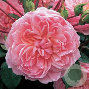 Rosa (H) Anne Boleyn GM rozenpot 4L