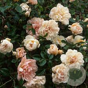 Rosa (RA) 'Auguste Gervais' GM rozenpot 4L
