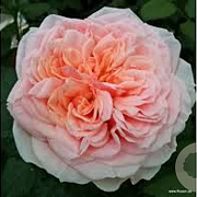 Rosa (T) Amorosa GM rozenpot 4L