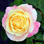 Rosa (F) 'Apricot Queen Elizabeth' GM rozenpot 4L