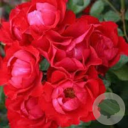 Rosa (F) Black Forest Rose GM rozenpot 3L