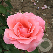 Rosa (T) 'Blessings' GM rozenpot 4L