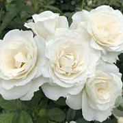 Rosa (F) Baby Schneewittchen GM rozenpot 3L