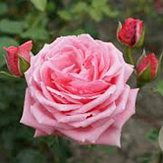 Rosa (K) 'Coral Dawn' GM rozenpot 4L