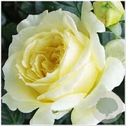 Rosa (K) Climbing Elfe GM rozenpot 4L