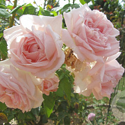 Rosa (F) Constanze Mozart GM rozenpot 4L