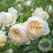 Rosa (H) the Country Parson GM rozenpot 4L