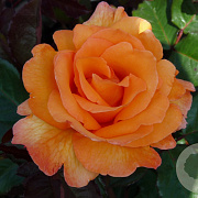 Rosa (T) 'Doris Tysterman' GM rozenpot 4L