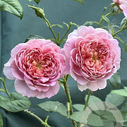Rosa (H) Emma Bridgewater® GM rozenpot 4L
