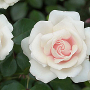 Rosa (T) Elvis GM rozenpot 4L