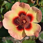Rosa (M) Fancy Babylon Eyes 90 cm stam 7L