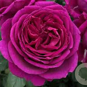 Rosa (F) Für Elise GM rozenpot 3L