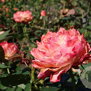 Rosa (F) 'Feurio' GM rozenpot 4L