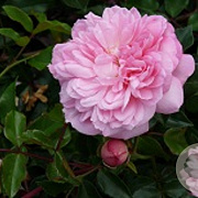 Rosa 'François Juranville' GM rozenpot 4L