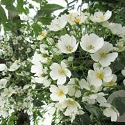 Rosa filipes 'Kiftsgate' GM rozenpot 4L