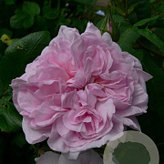 Rosa (H) 'Fantin-Latour' GM rozenpot 4L
