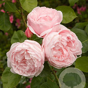 Rosa (K) Fragrant Old Pink Climber® GM rozenpot 4L