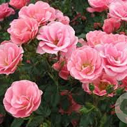 Rosa (H) Global Cover 60 cm stam vierkant 6 L
