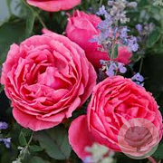 Rosa (F) Gartenprinzes. Marie-José GM rozenpot 4L