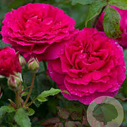 Rosa (H) Gabriel Oak GM rozenpot 4L