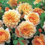 Rosa (H) Grace GM rozenpot 4L