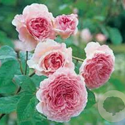 Rosa (H) James Galway GM rozenpot 4L