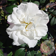 Rosa (R) 'Louise Bugnet' GM rozenpot 3L