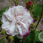 Rosa 'Leda' GM rozenpot 4L