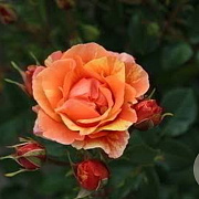 Rosa (M) 'Lollipop' GM rozenpot 3L