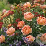 Rosa (H) Lady of Shalott GM vierkant 6 L