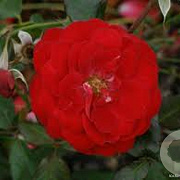 Rosa (F) Mariandel GM rozenpot 3L