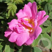 Rosa (H) 'Marguerite Hilling' GM rozenpot 4L